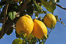 Zitronenbaum Pflege