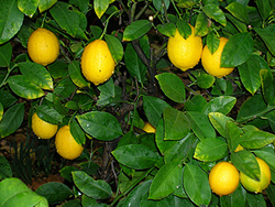 Zitronenbaum kaufen